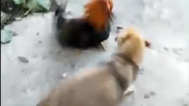 Chicken vs dog ! Best funny video 2022