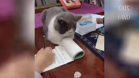 OMG So Cute Cats Best Funny Cat Videos- 2020