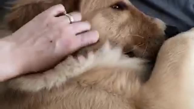 Goldenretriever repetedely asks its owner for a massage