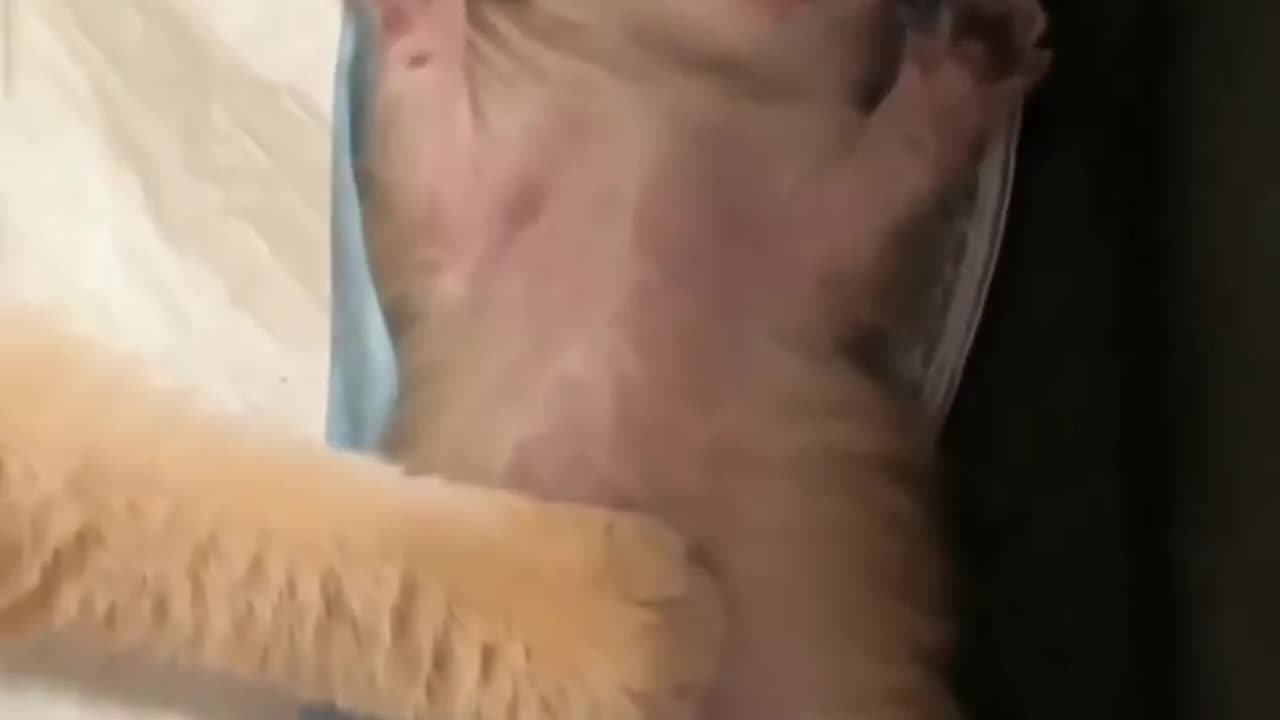 Cat 😺