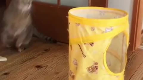 Cat 🐈