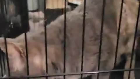 MY cat love is sick