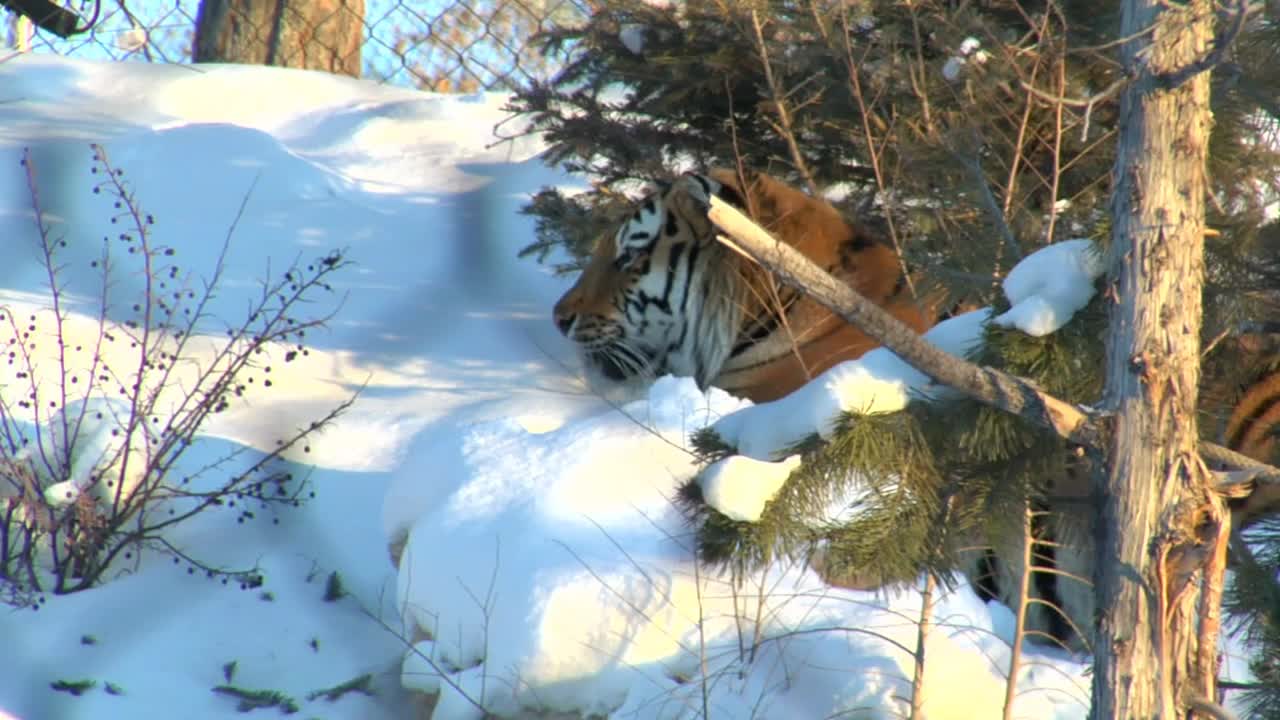 Tiger In The Snow