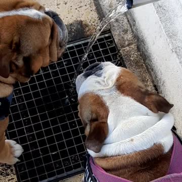 English Bulldog Wets His Brother While Drinking Water