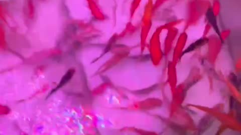 Little red fish in the pond
