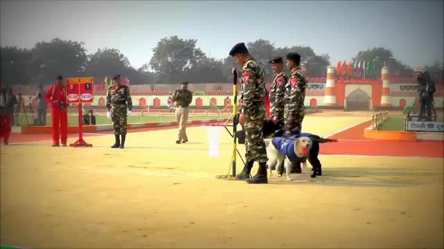 INDIAN ARMY TRAIND DOGS