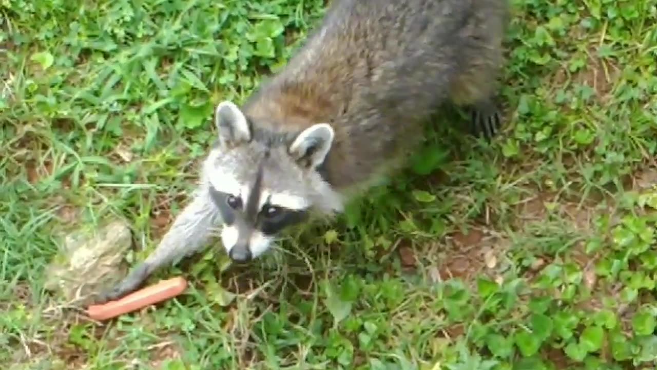 Raccoon came for dinner and seems like the hotdog 🌭