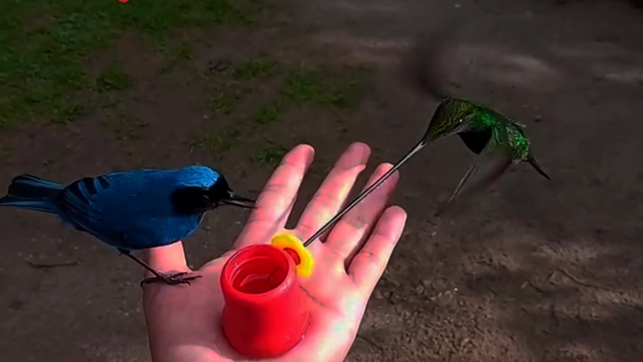 Cute birds hand feeding 😋 | hand feeding birds | birds hand feed training | birds videos