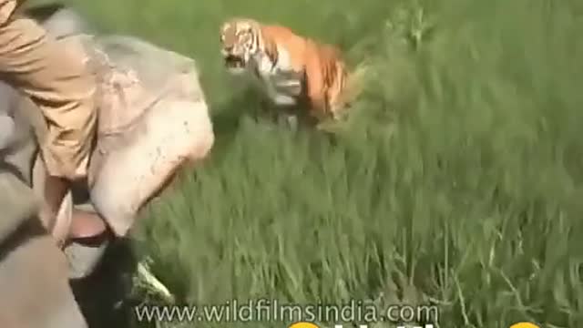 Tiger Shikari short video