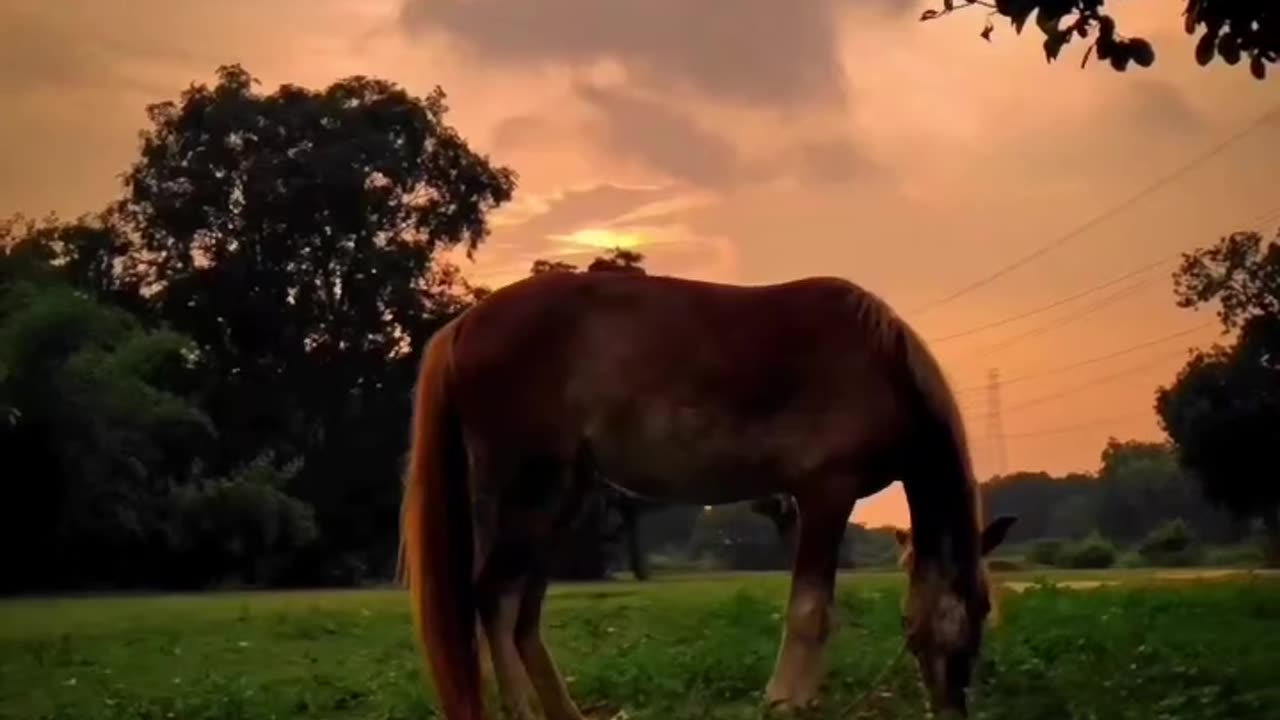 Satisfying music with beautiful nature