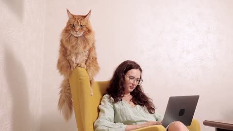 Cat with Girl and their Laptop 💻 🐈