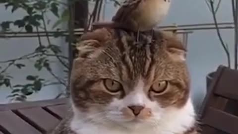 Little cats cute and funny videos #pets #funnycats #shorts #cats