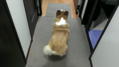 The dog dances like Jennifer Lopez