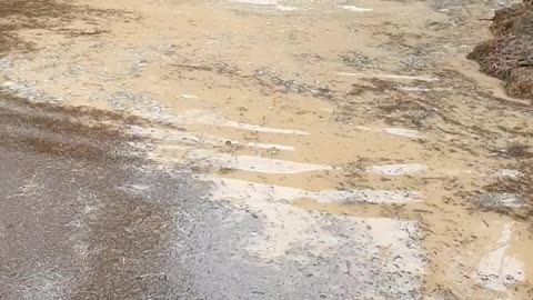 Eager Emus Play in Pond