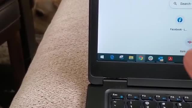 funny little cute doggy