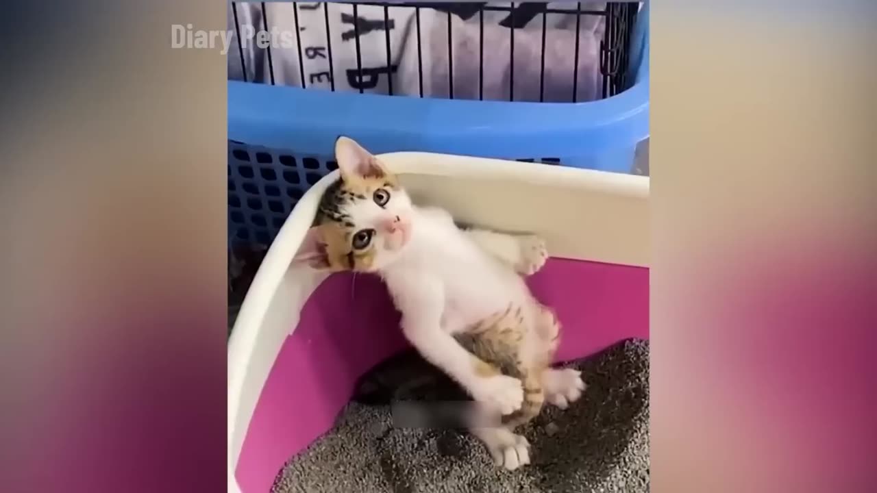 funny animal video