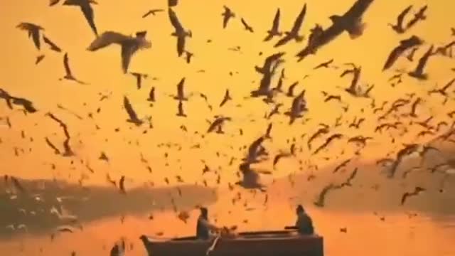 The wounderful view migrating birds on the Yamuna River India.