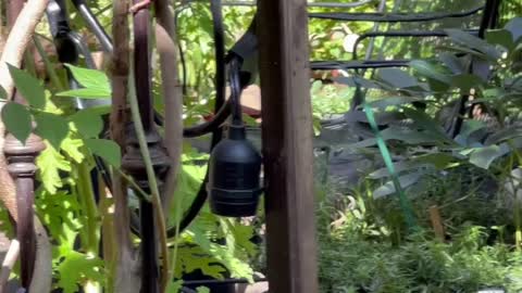 Early July 22 - lurking in the Garden