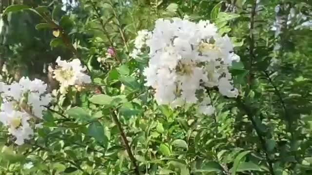 The flowers on the tree are beautiful