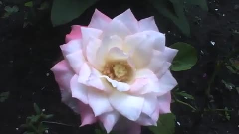 Linda rosa peônia no jardim [Nature & Animals]