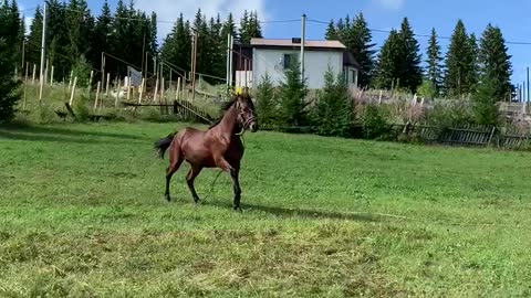 The horses is my dad’s endless love