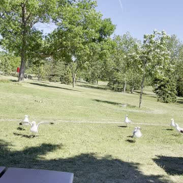 Playing with seagulls in garden
