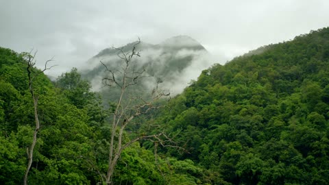 Drone view of nature forest