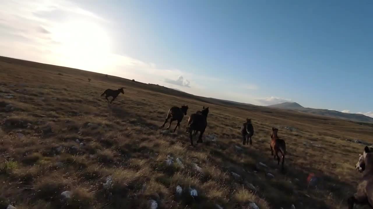 Aerial fpv drone shot of a herd of wild horses running on a green spring field at the sunset