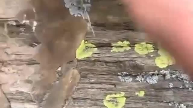 BIBLICAL TREE REMAINS?