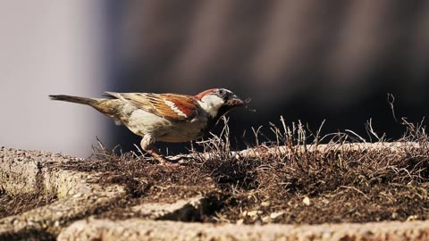 “The Battle of Nest Building: A Bird That Doesn't Give Up!”