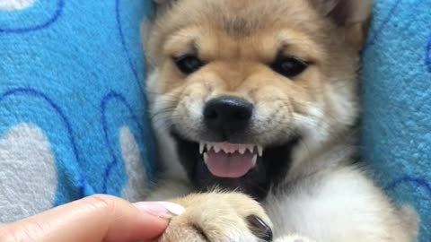 a fierce puppy