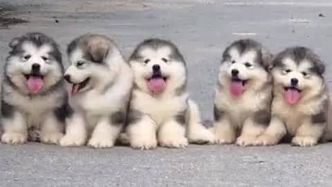 FUNNY PUPPIES VIDEO