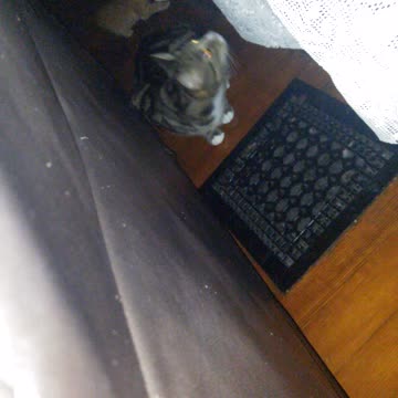 Cats behind the couch