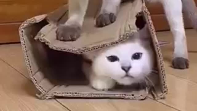 Funny cat videos. Cat lovers videos. Cat cute video.