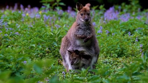 kangaroo mom