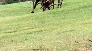 Bull Elk Bout and Bugle on Golf Course