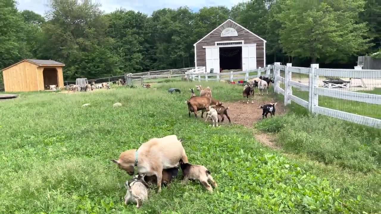 Epic Running of the Goats