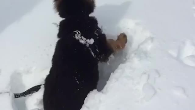 Little German Shepherd enjoying the snow