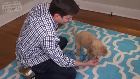 3 Easy Things to Teach your NEW PUPPY