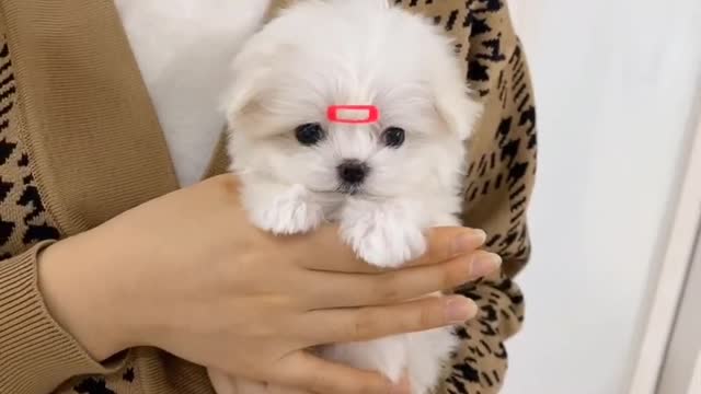 Shy little puppy is so cute.