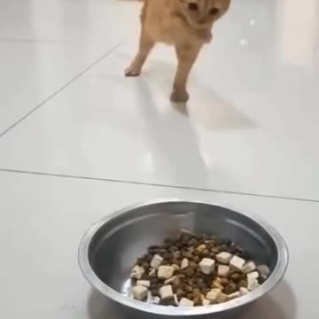 Funniest pets😁😁