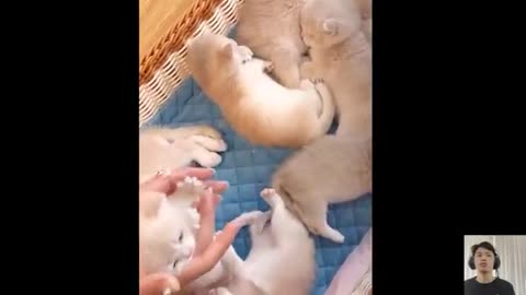 Cat videos cute cats kittens 😻🐾 1