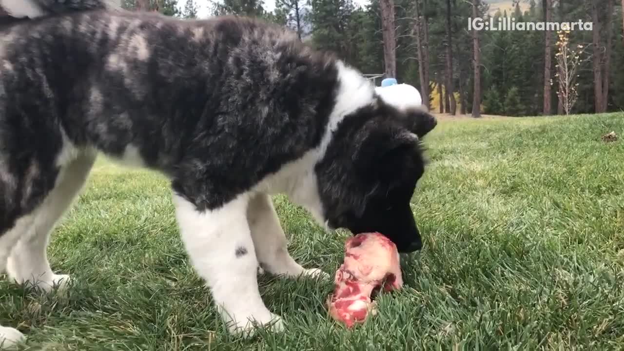 Akita black and white dog eating raw meet on grass