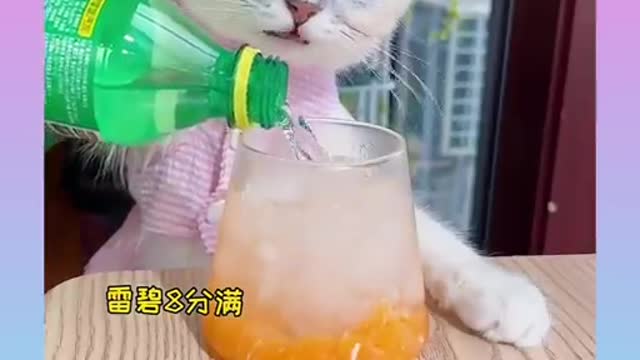 Cute and Smart Cat Video Compilation)