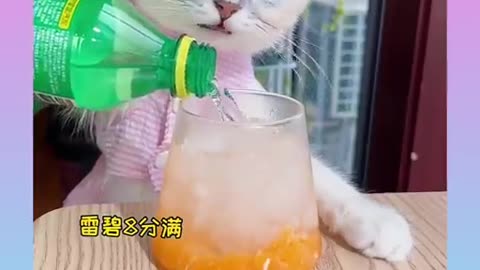 Cute and Smart Cat Video Compilation)