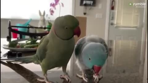 Parrots Incredibly Talk To One Another Like Humans.