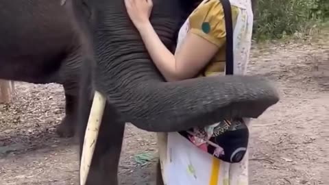 #elephant #funny #women vs men #funny videos