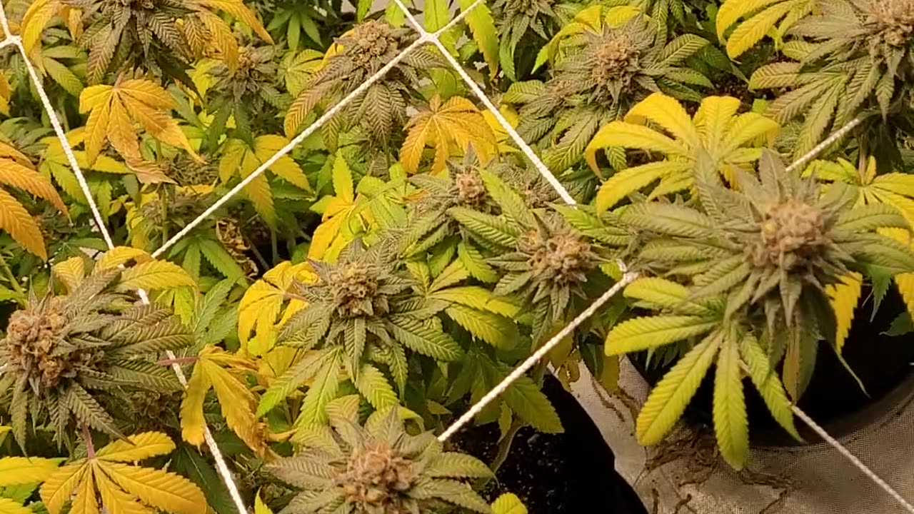Granddaddy Purp and Biscotti Mintz