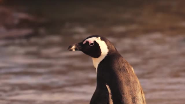 Penguin funny walking