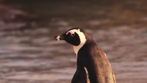 Penguin funny walking